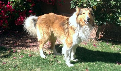 rough collie shedding.